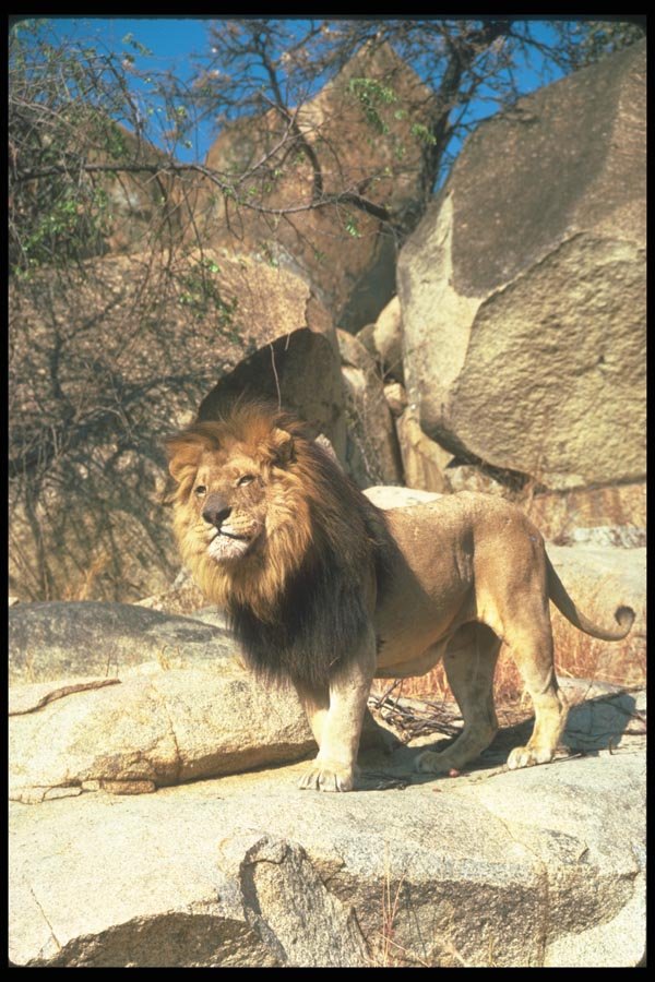 105003 African Lion Huge Male Standing On Rock A4 Photo Print