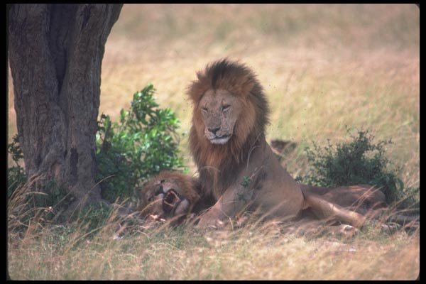 105004 African Lions Big Male Lying Down (Other Snarling) A4 Photo Print