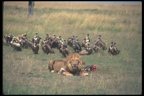 105005 African Lion Big Male On Prey With Vultures A4 Photo Print