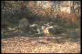 105006 African Lions Lying In Shade (Humorous Positions) A4 Photo Print