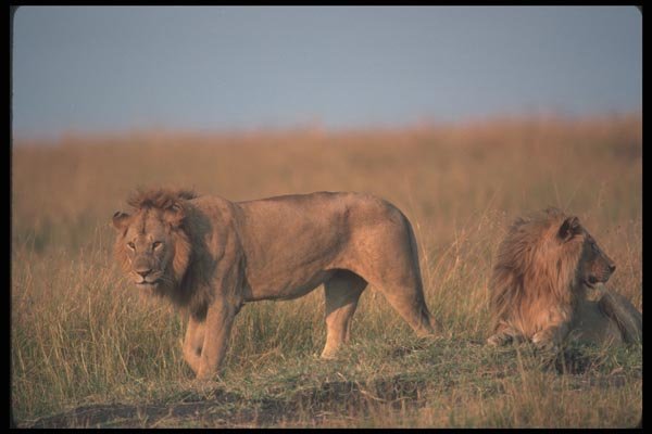105007 African Lions Big Males A4 Photo Print