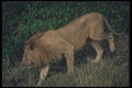 105009 African Lion Big Male A4 Photo Print