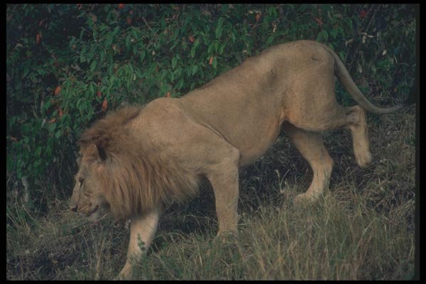 105009 African Lion Big Male A4 Photo Print