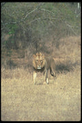 105010 African Lion Adult Male A4 Photo Print
