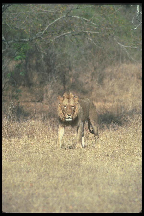 105010 African Lion Adult Male A4 Photo Print