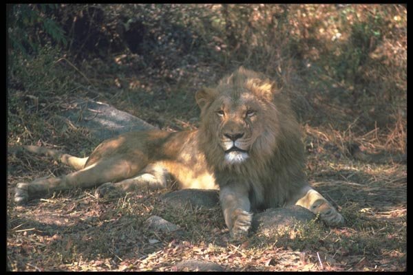 105011 African Lion Large Male Lying Down A4 Photo Print