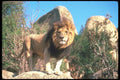 105012 African Lion Huge Male Standing On Rock A4 Photo Print