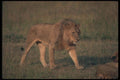 105013 African Lion Big Male A4 Photo Print