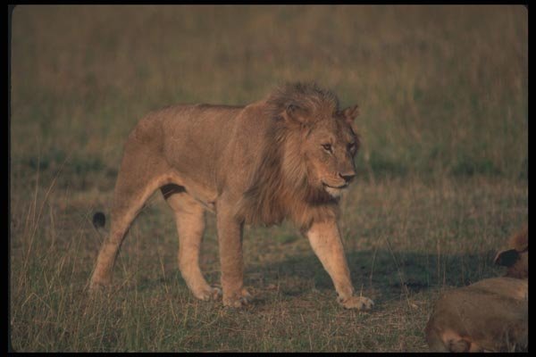 105013 African Lion Big Male A4 Photo Print
