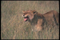 105014 African Lioness Grimacing A4 Photo Print