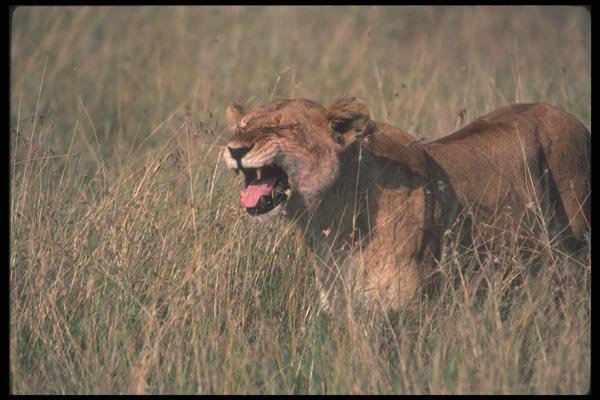 105014 African Lioness Grimacing A4 Photo Print