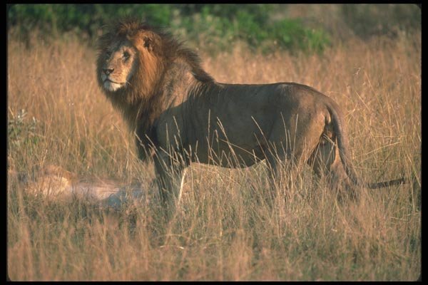 105015 African Lion Huge Male A4 Photo Print