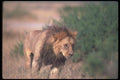 105016 African Lion Big Male A4 Photo Print