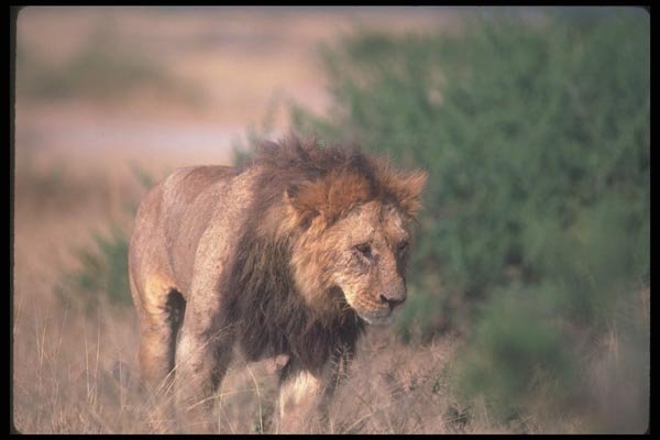 105016 African Lion Big Male A4 Photo Print