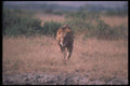 105017 African Lion Big Male On Open Savanna A4 Photo Print