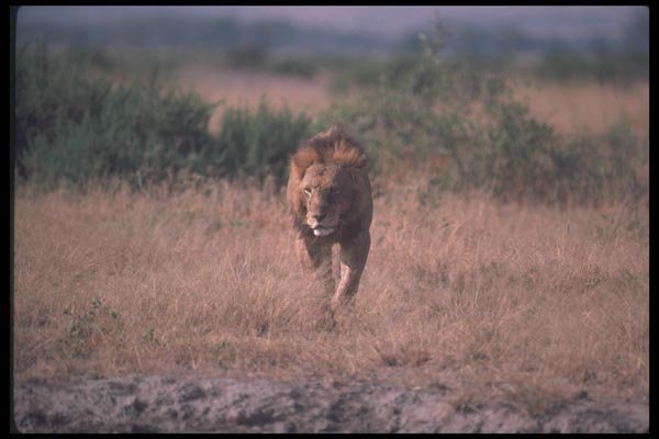 105017 African Lion Big Male On Open Savanna A4 Photo Print