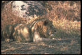 105018 African Lion Large Male Lying Down A4 Photo Print
