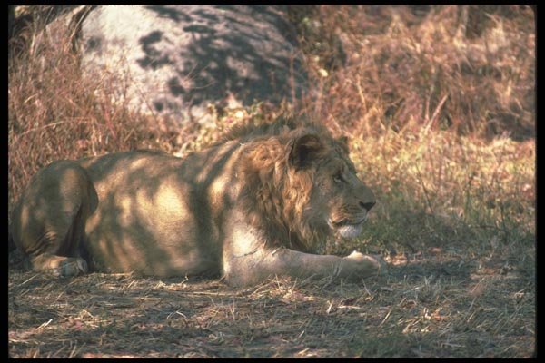 105018 African Lion Large Male Lying Down A4 Photo Print