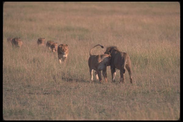 105019 African Lions Greeting A4 Photo Print
