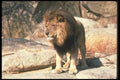 105020 African Lion Huge Male A4 Photo Print