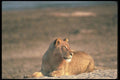 105021 African Lion Lying Down A4 Photo Print