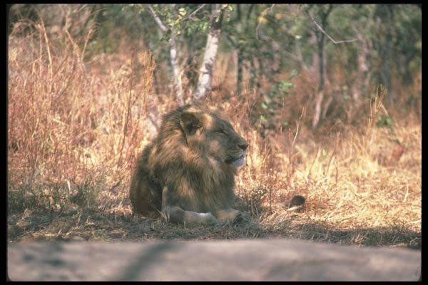 105022 African Lion Large Male Lying Down A4 Photo Print