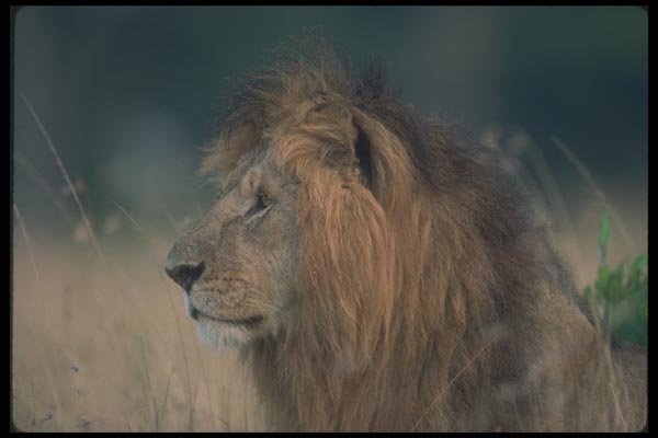 105023 African Lion Huge Male (Head Shot) A4 Photo Print