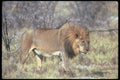 105024 African Lion Big Male A4 Photo Print