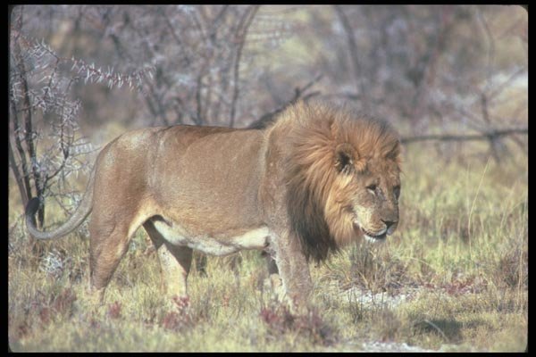 105024 African Lion Big Male A4 Photo Print