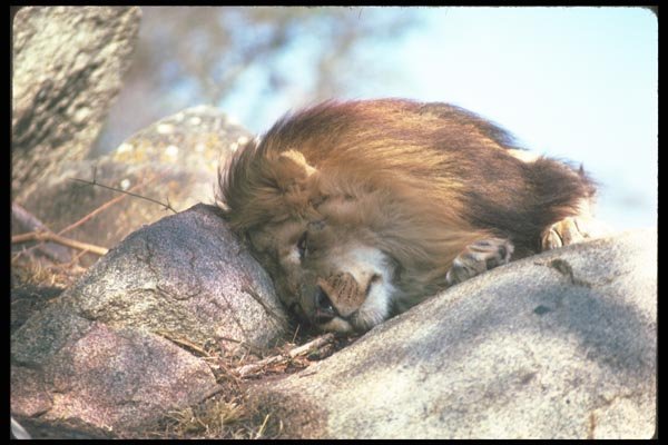 105025 African Lion Huge Male Dozing On Rock A4 Photo Print