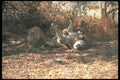 105026 African Lions Lying Down In Shade (Humorous Positions) A4 Photo Print