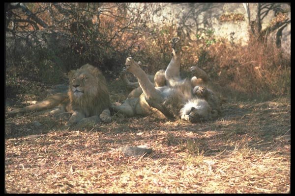 105026 African Lions Lying Down In Shade (Humorous Positions) A4 Photo Print