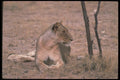 105027 African Lioness Lying Down A4 Photo Print