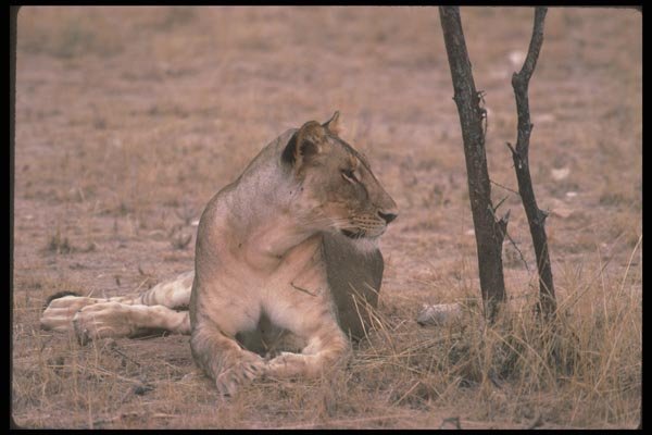 105027 African Lioness Lying Down A4 Photo Print