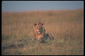 105028 African Lion Big Male Lying Down A4 Photo Print