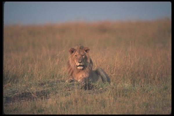 105028 African Lion Big Male Lying Down A4 Photo Print