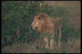 105029 African Lion Big Male A4 Photo Print