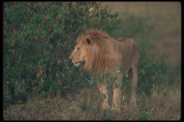 105029 African Lion Big Male A4 Photo Print