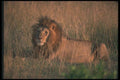 105030 African Lion Huge Male A4 Photo Print