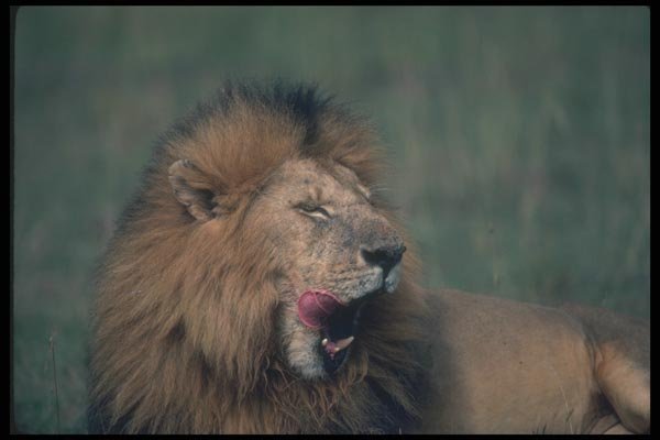 105031 African Lion Big Male Yawning A4 Photo Print