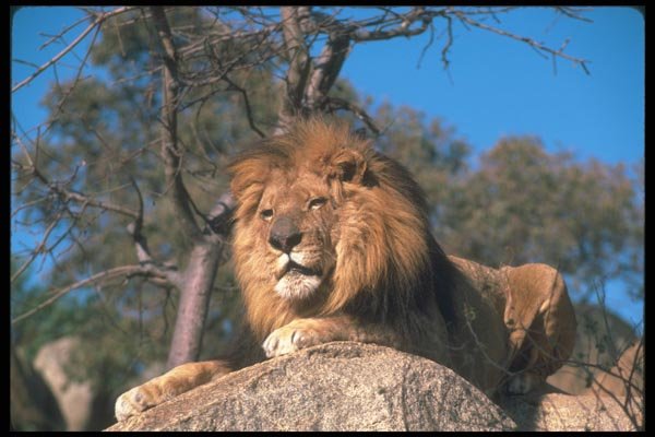 105032 African Lion Huge Male Lying On Rock A4 Photo Print