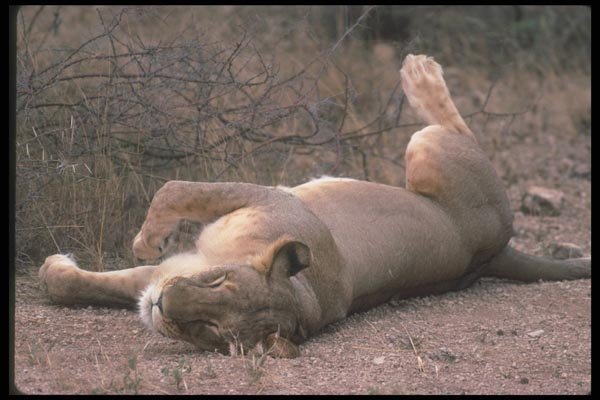 105033 African Lioness Lying On Back A4 Photo Print