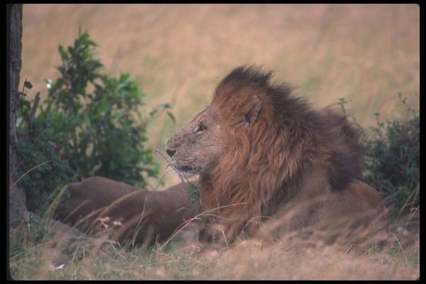 105034 African Lion Large Male A4 Photo Print