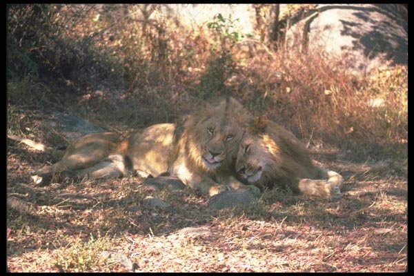 105035 African Lions Large Males Showing Affection A4 Photo Print