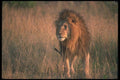105036 African Lion Huge Male A4 Photo Print