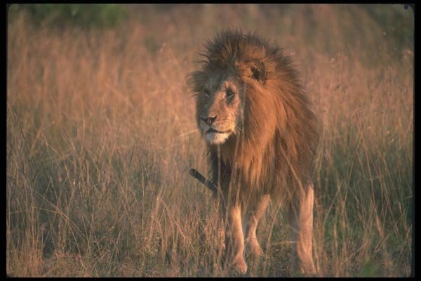 105036 African Lion Huge Male A4 Photo Print