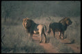 105037 African Lions Pair Of Very Large Males A4 Photo Print