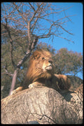 105038 African Lion Huge Male Lying On Rock A4 Photo Print
