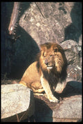 105039 African Lion Huge Male Sitting Among Rocks A4 Photo Print