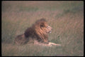 105040 African Lion Big Male A4 Photo Print